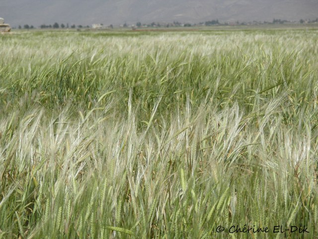 Wheat Field