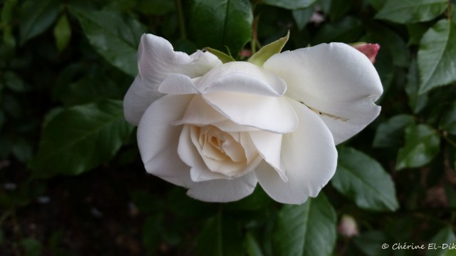 Giverny Rose