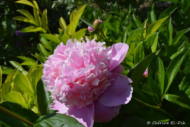 Peonie