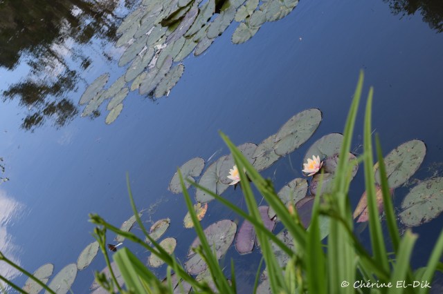 The world famous water lily